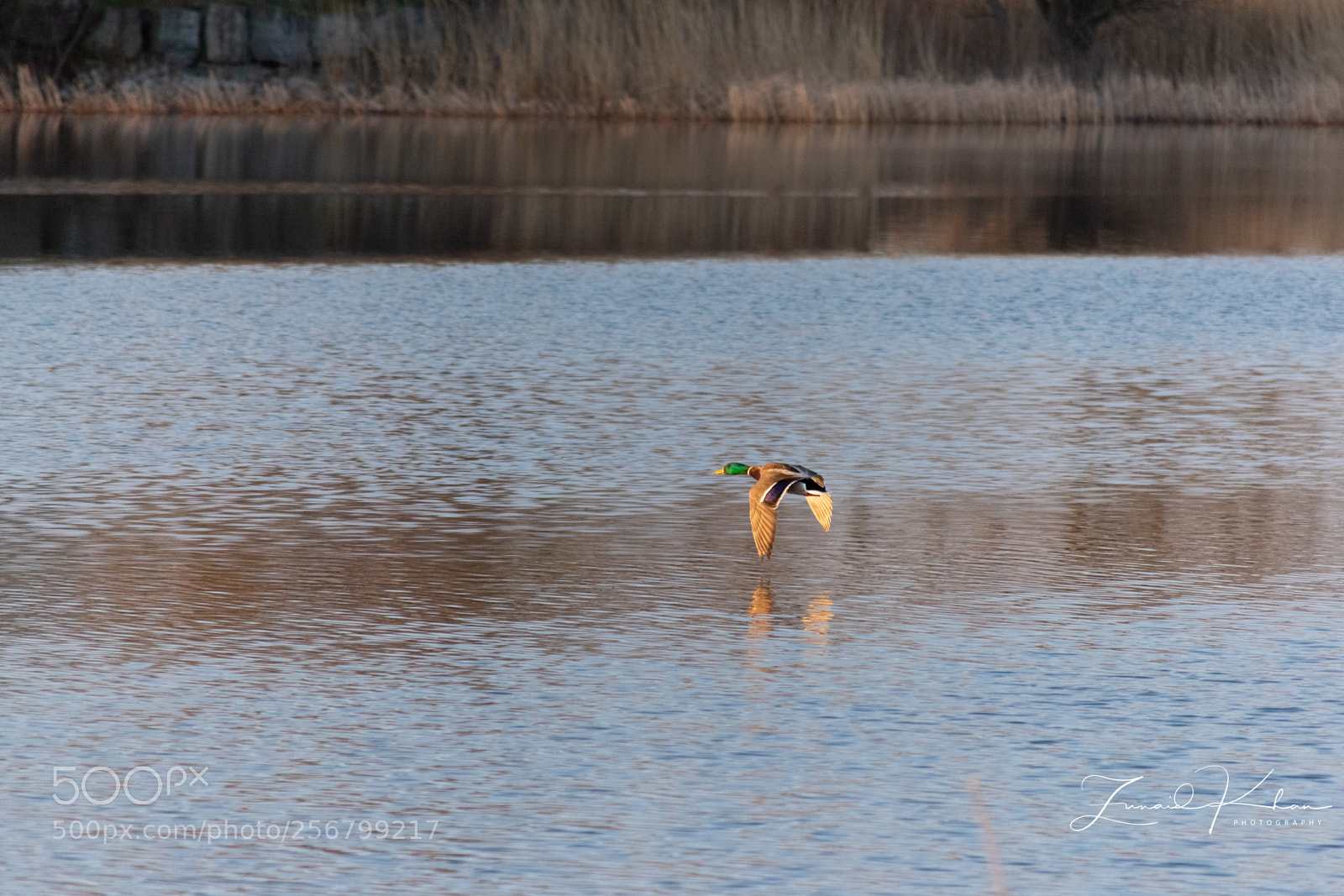 Nikon D3400 sample photo. Mallard in early morning photography