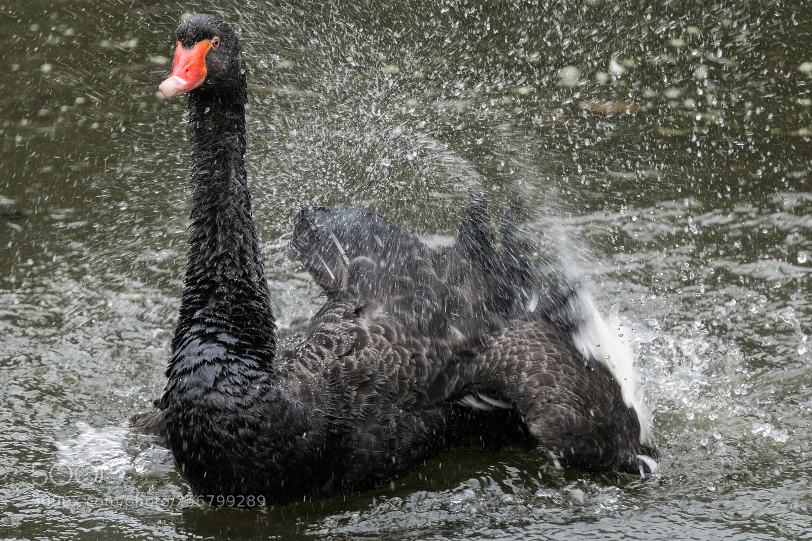 Sony a6000 sample photo. Bathing day photography