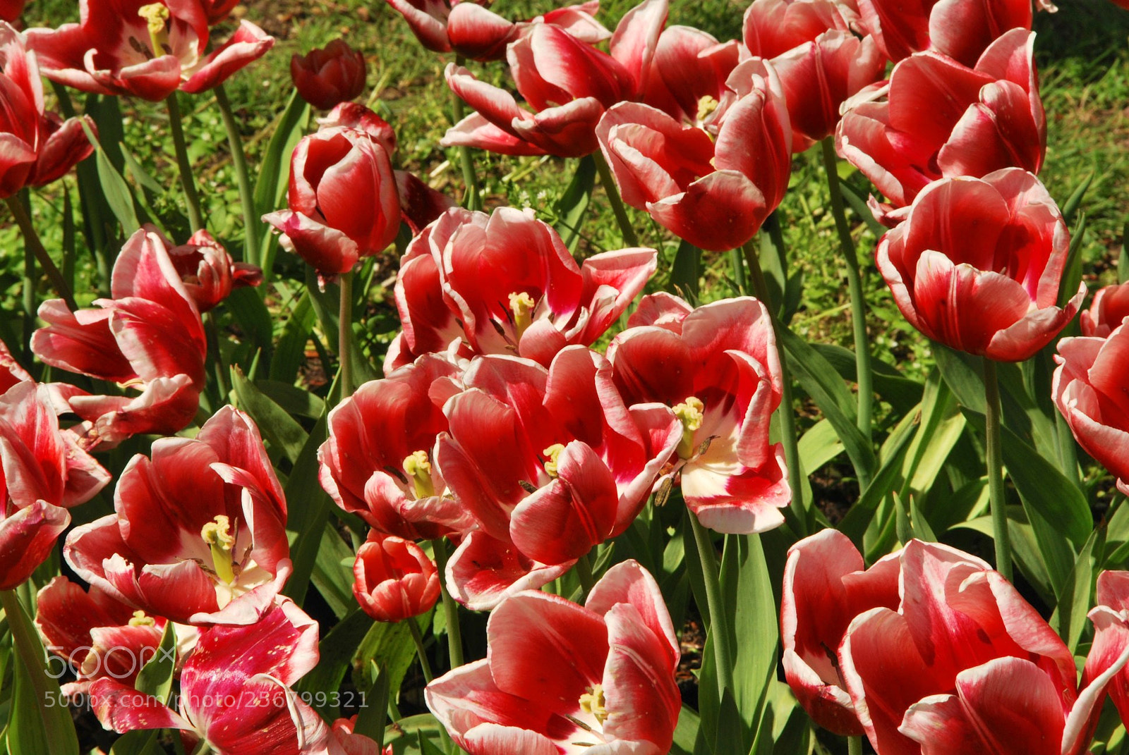 Nikon D60 sample photo. Version photography