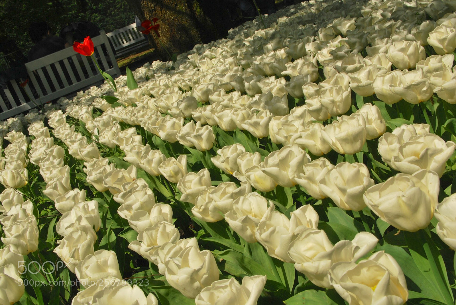Nikon D60 sample photo. Version photography