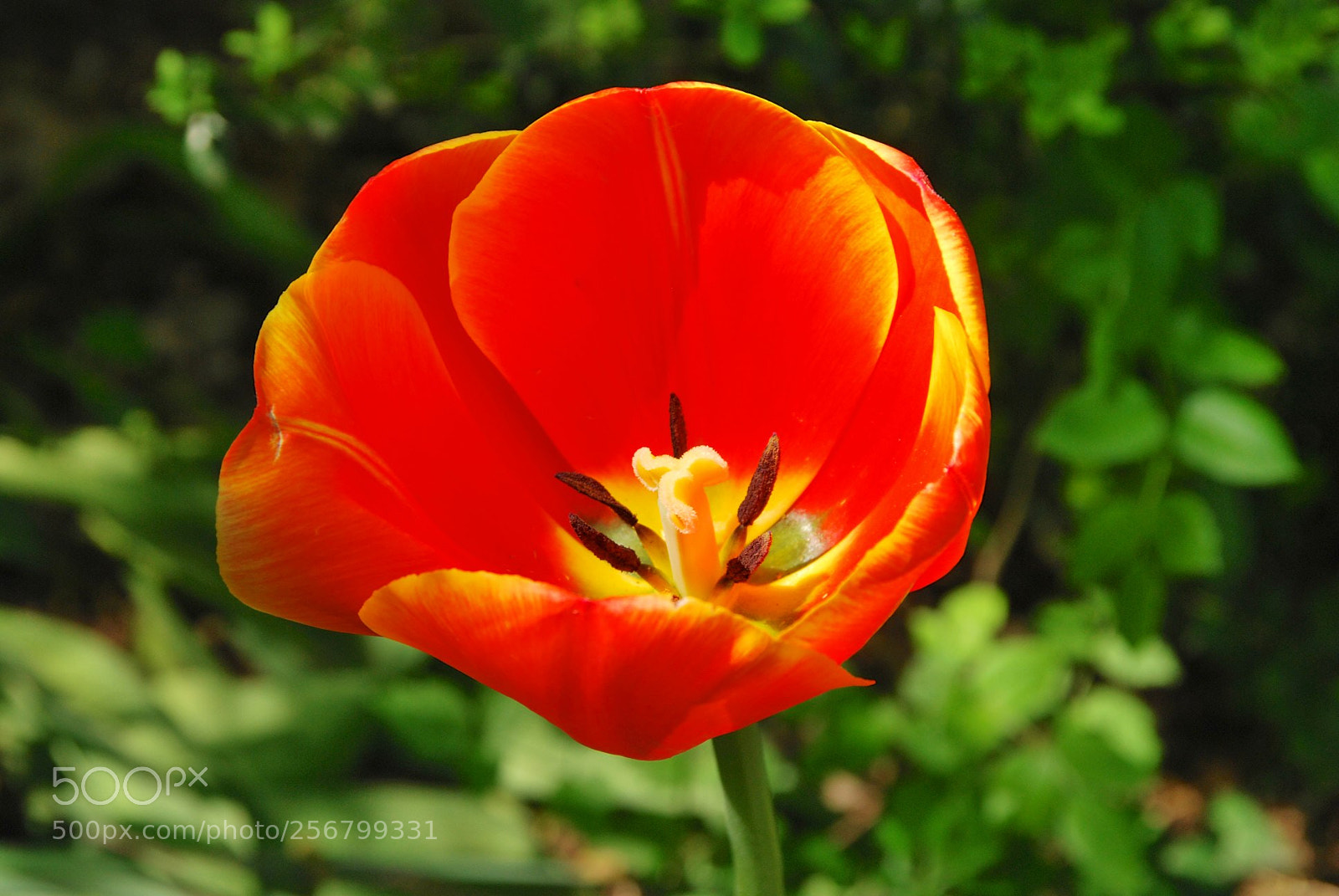 Nikon D60 sample photo. Version photography