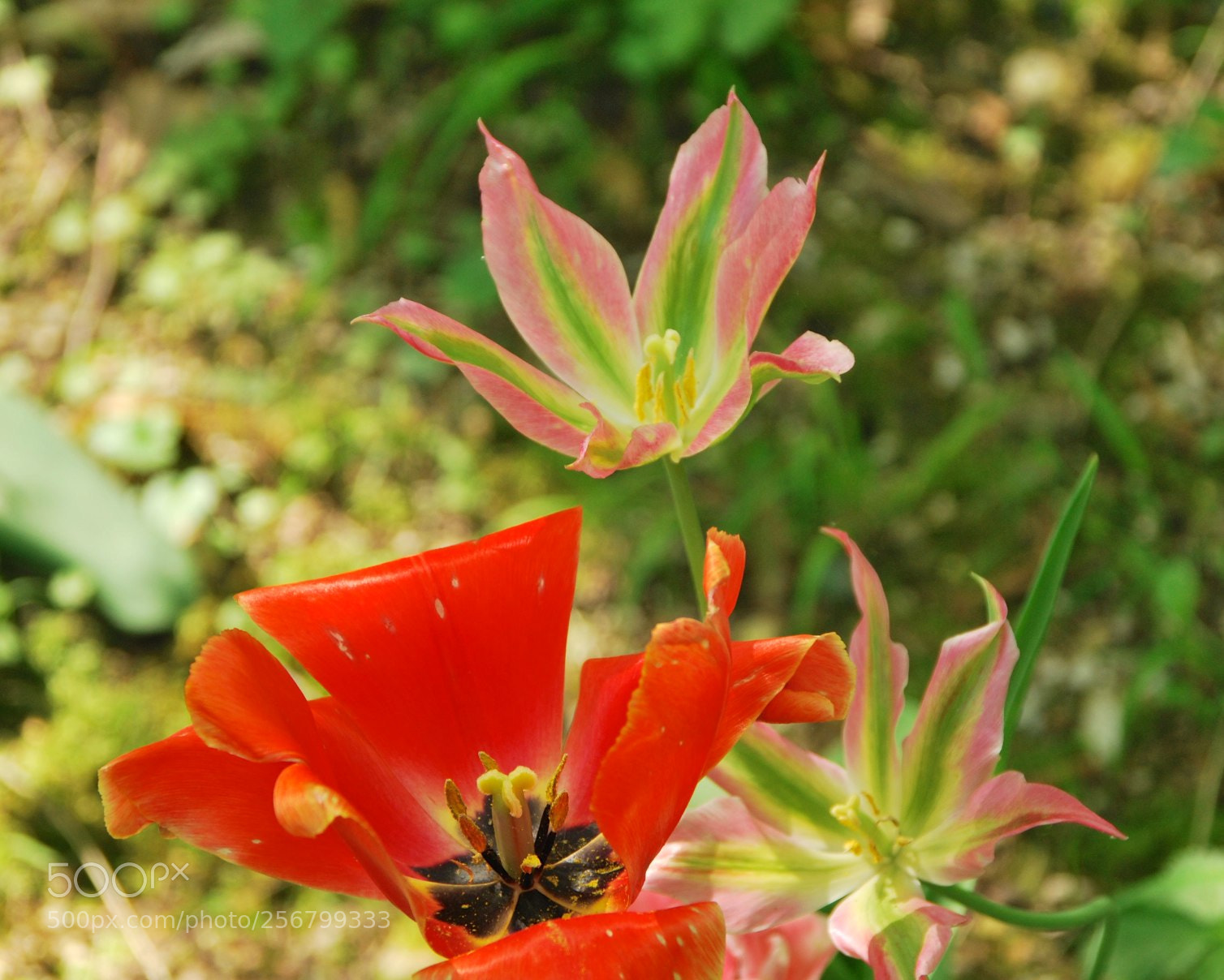 Nikon D60 sample photo. Version photography