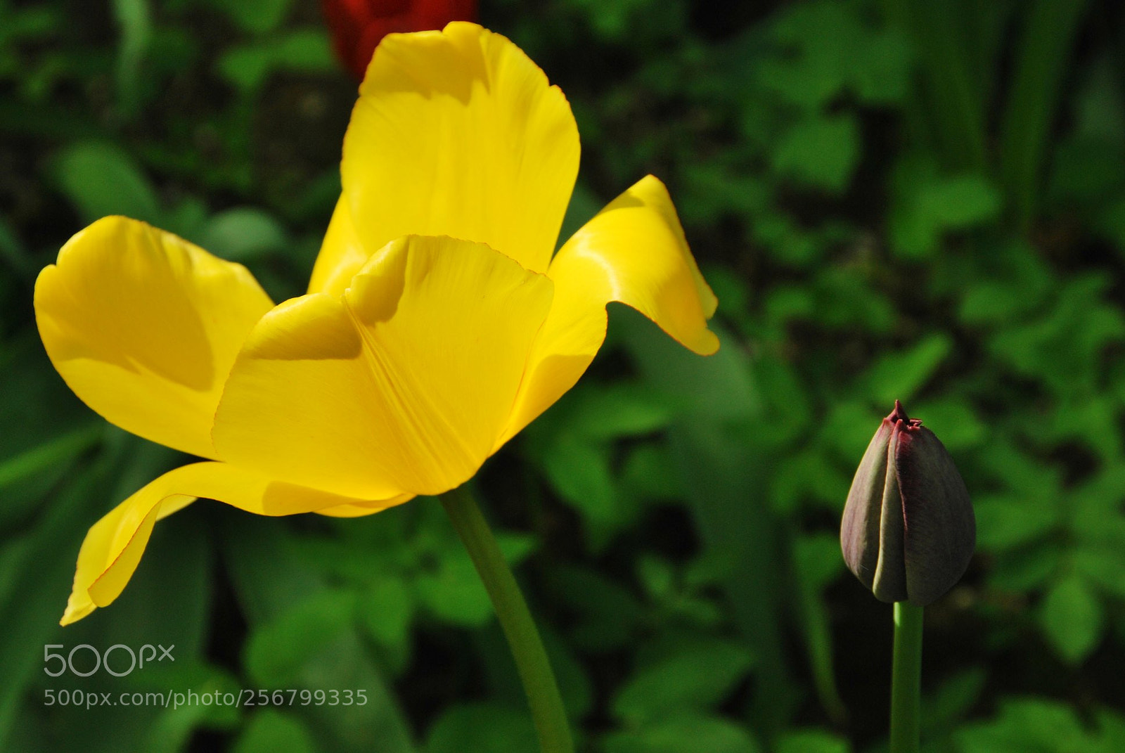 Nikon D60 sample photo. Version photography