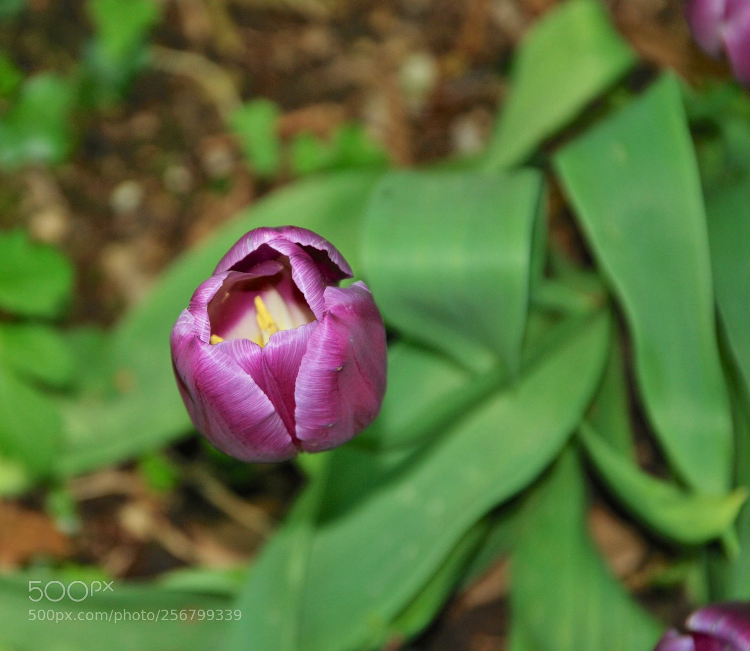 Nikon D60 sample photo. Version photography