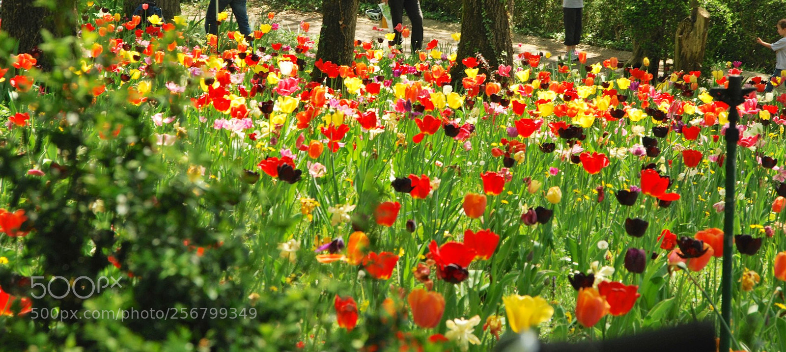 Nikon D60 sample photo. Version photography