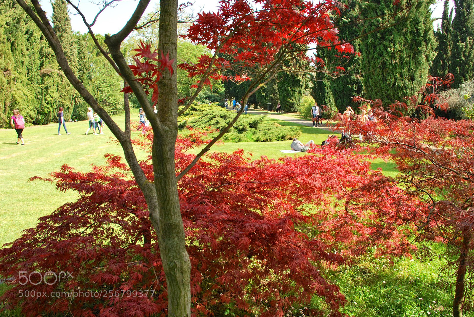 Nikon D60 sample photo. Version photography