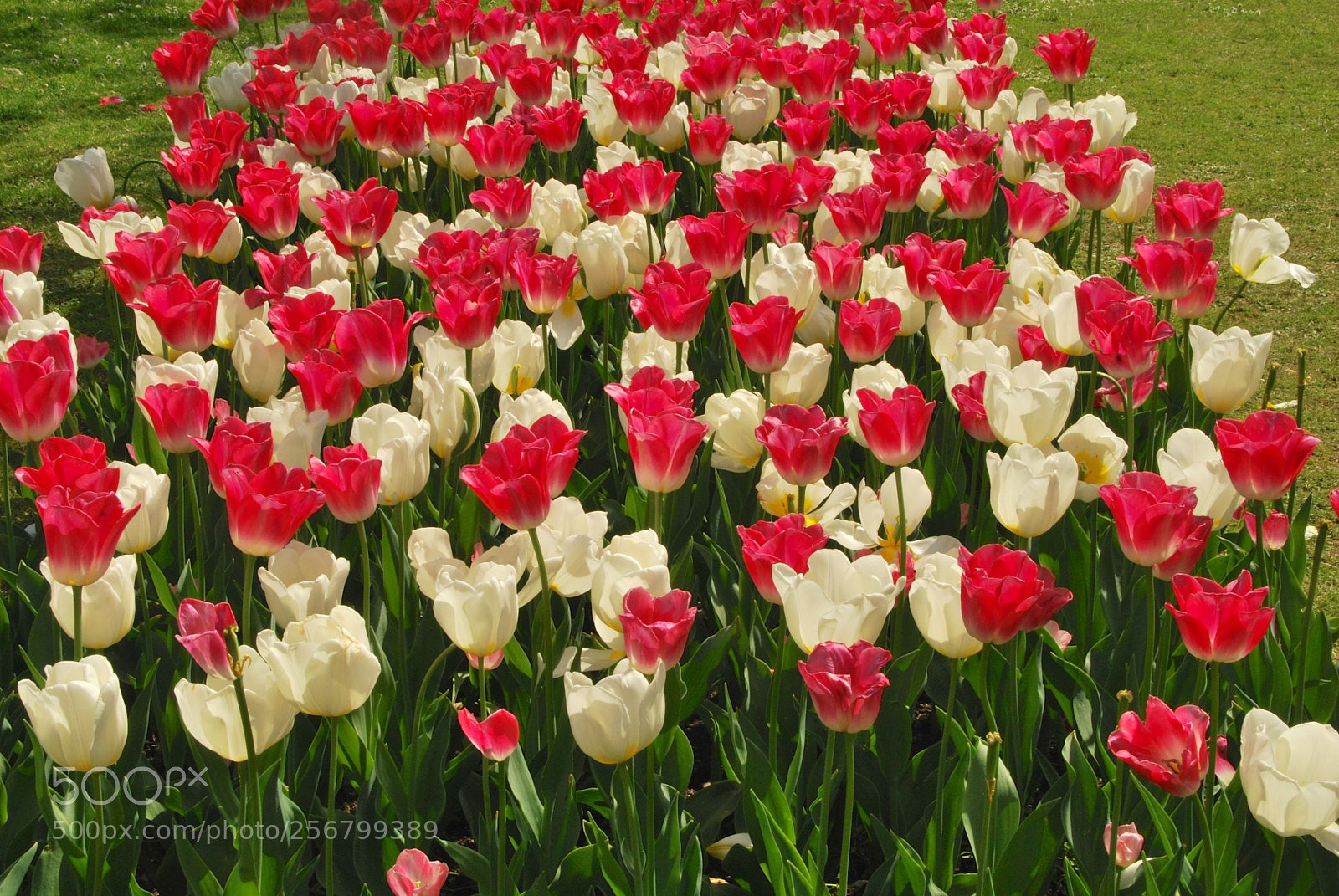 Nikon D60 sample photo. Version photography