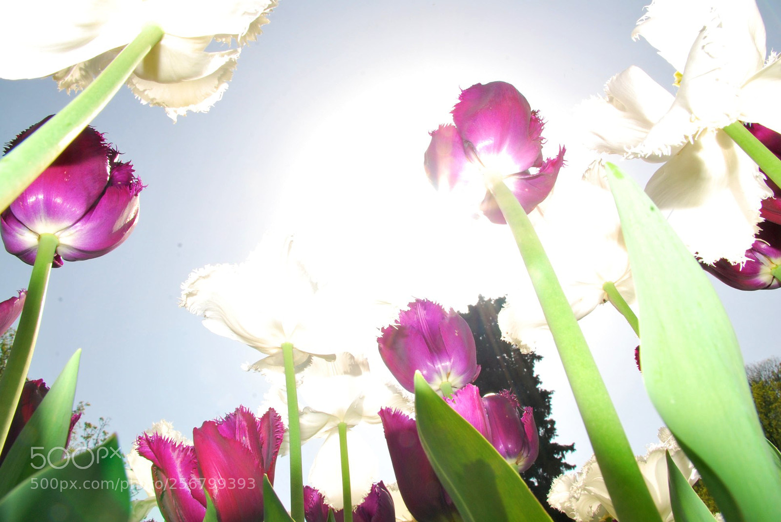 Nikon D60 sample photo. Version photography