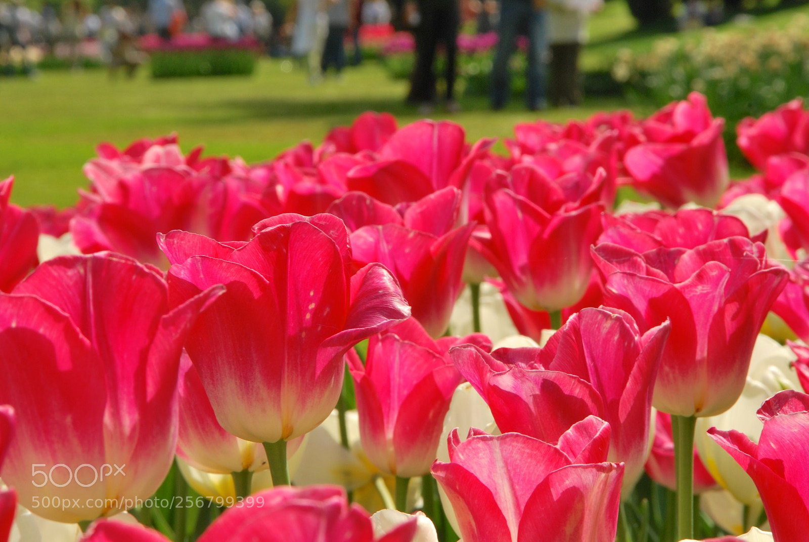 Nikon D60 sample photo. Version photography