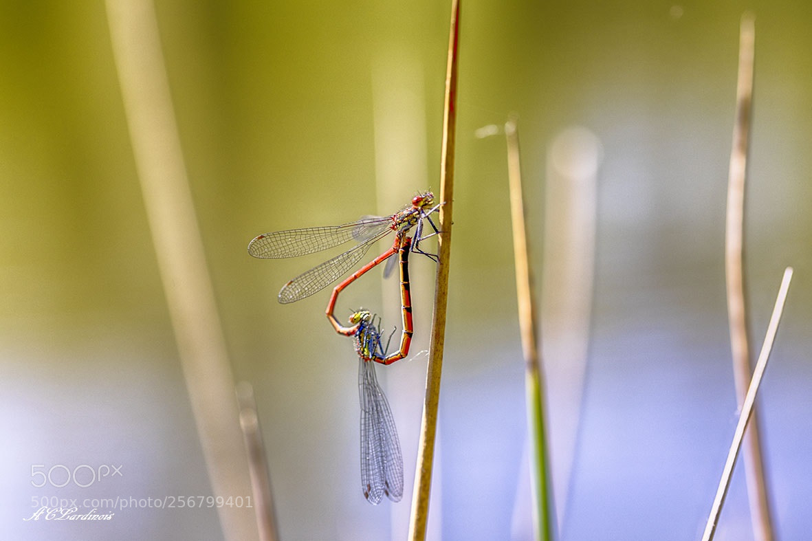 Canon EOS 5D Mark IV sample photo. Mamour... photography