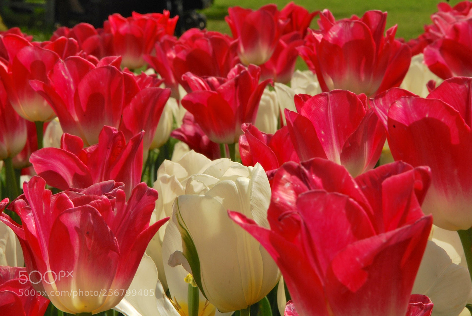 Nikon D60 sample photo. Version photography