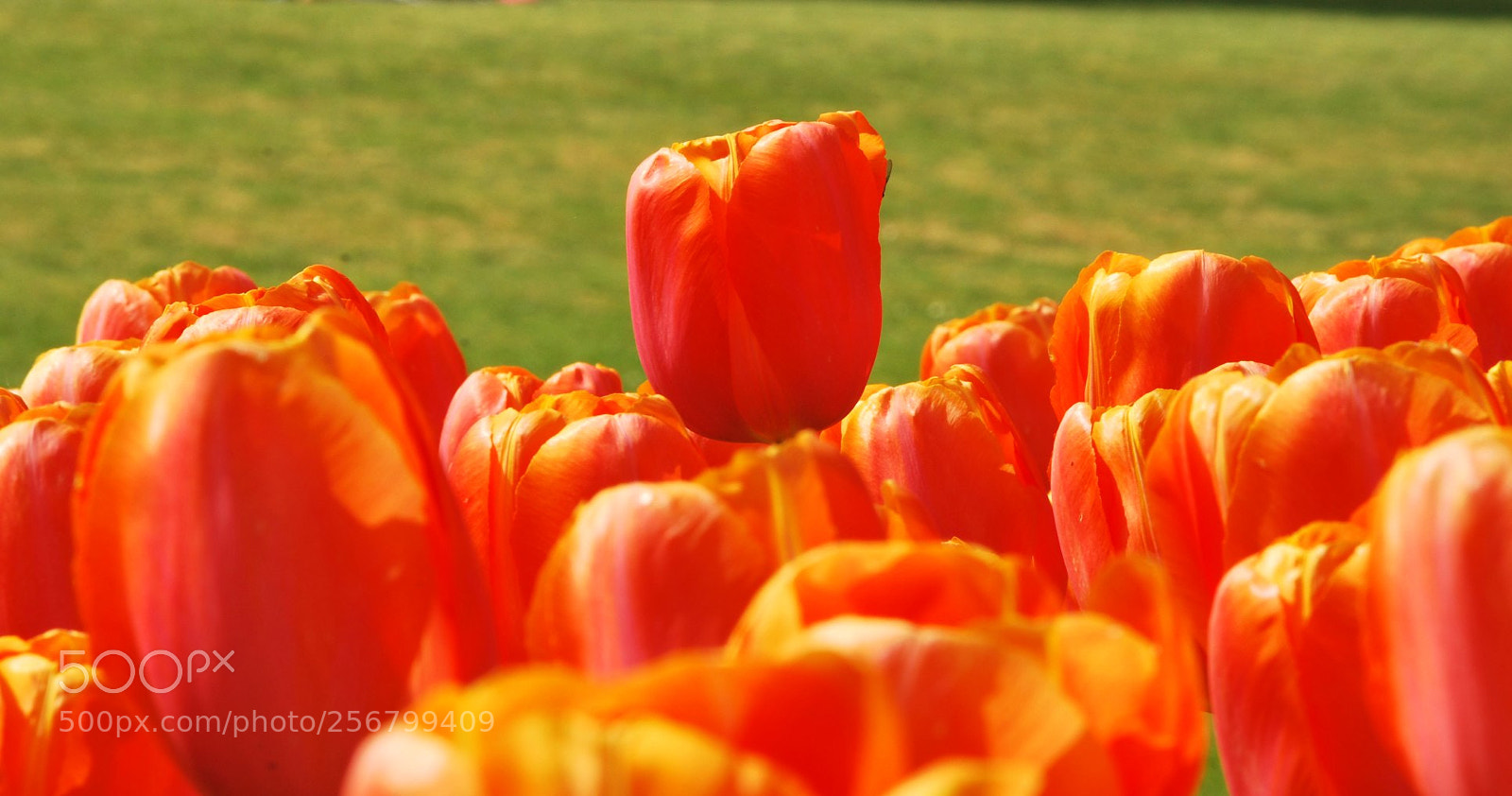 Nikon D60 sample photo. Version photography