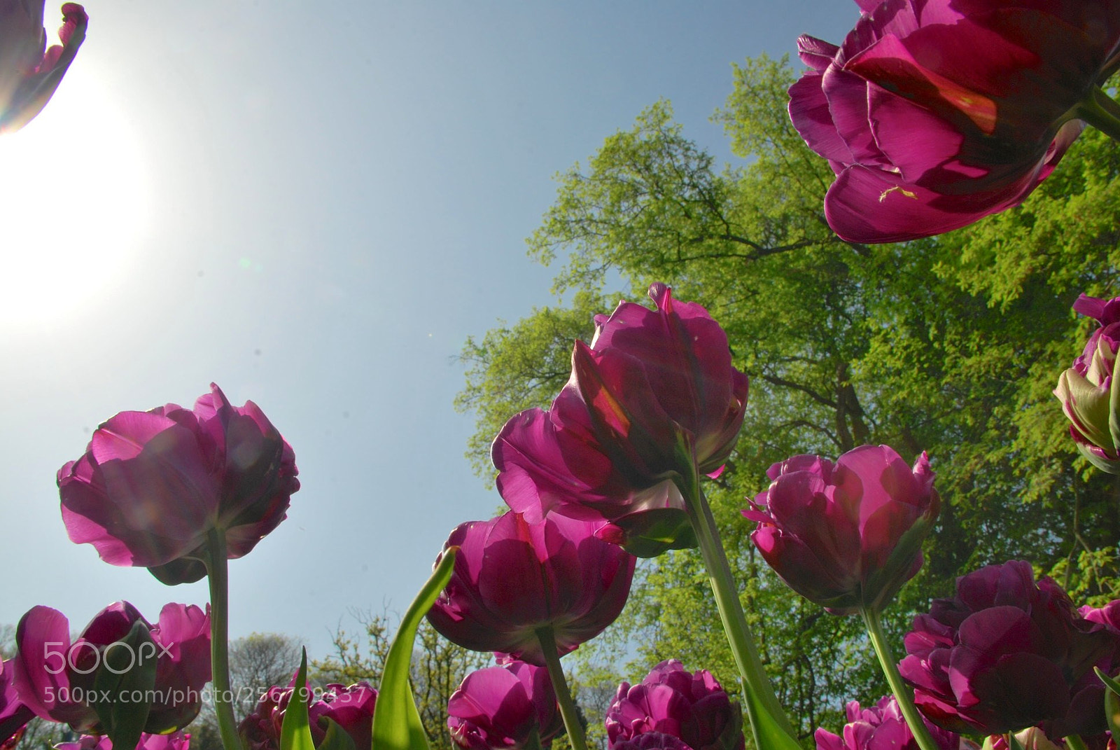 Nikon D60 sample photo. Version photography