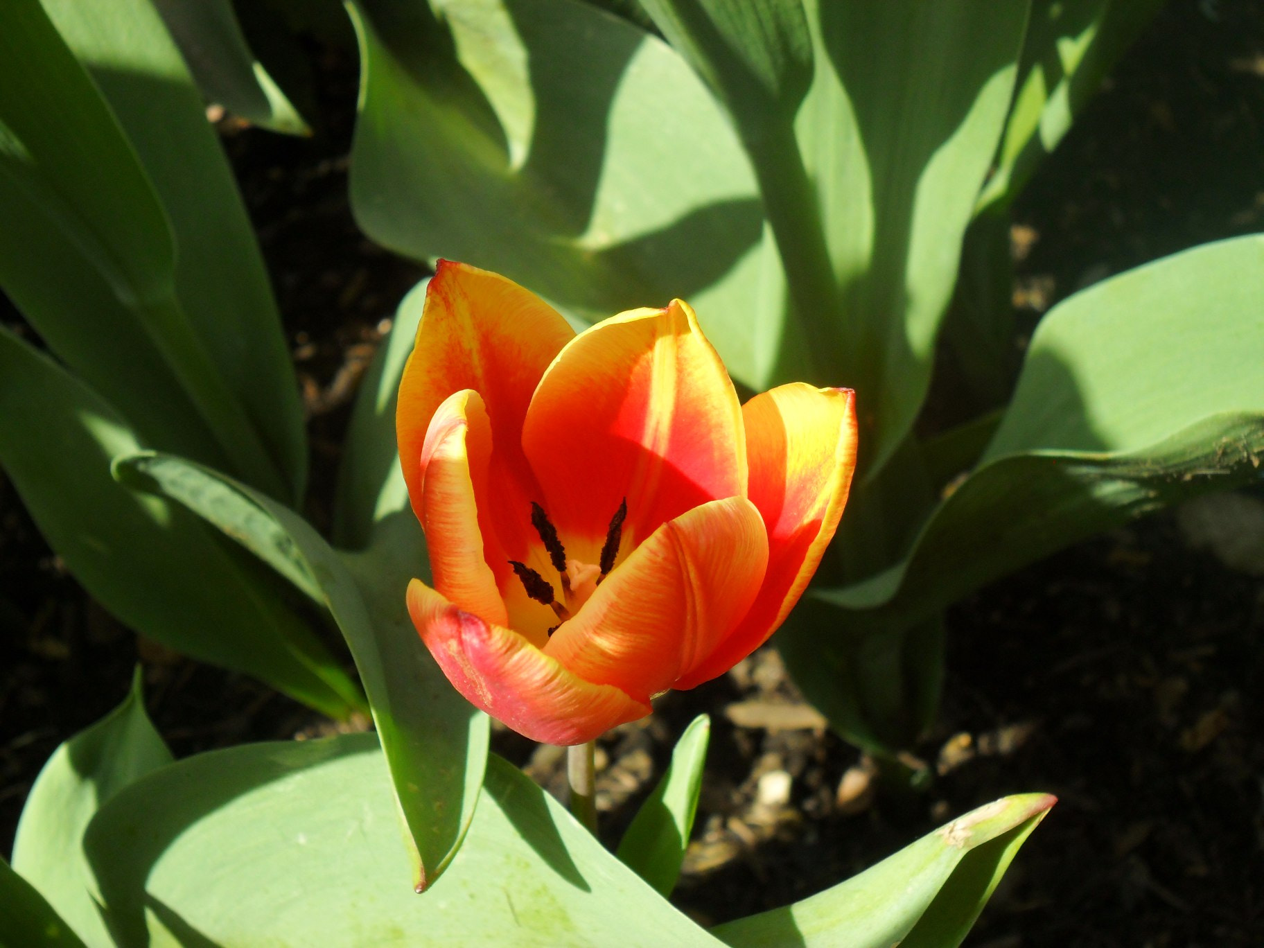 Samsung ES65, ES67 / VLUU ES65, ES67 /  SL50 sample photo. Version photography