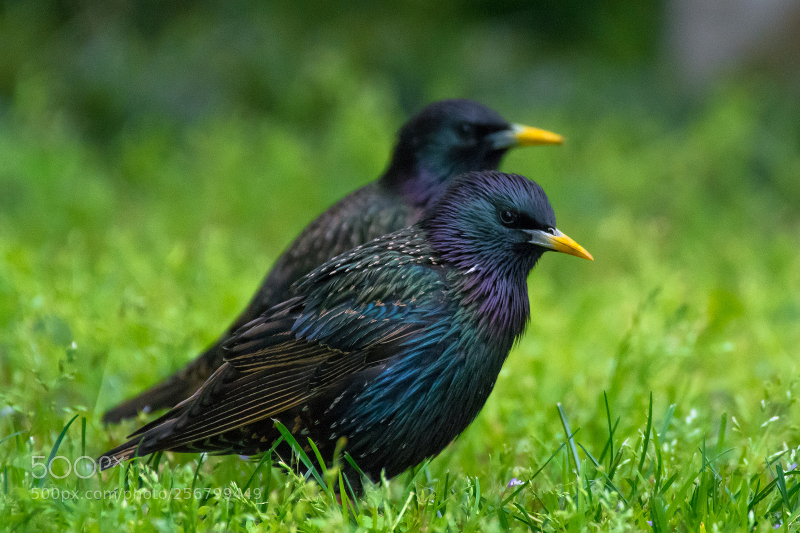 Nikon D7100 sample photo. Common starling photography