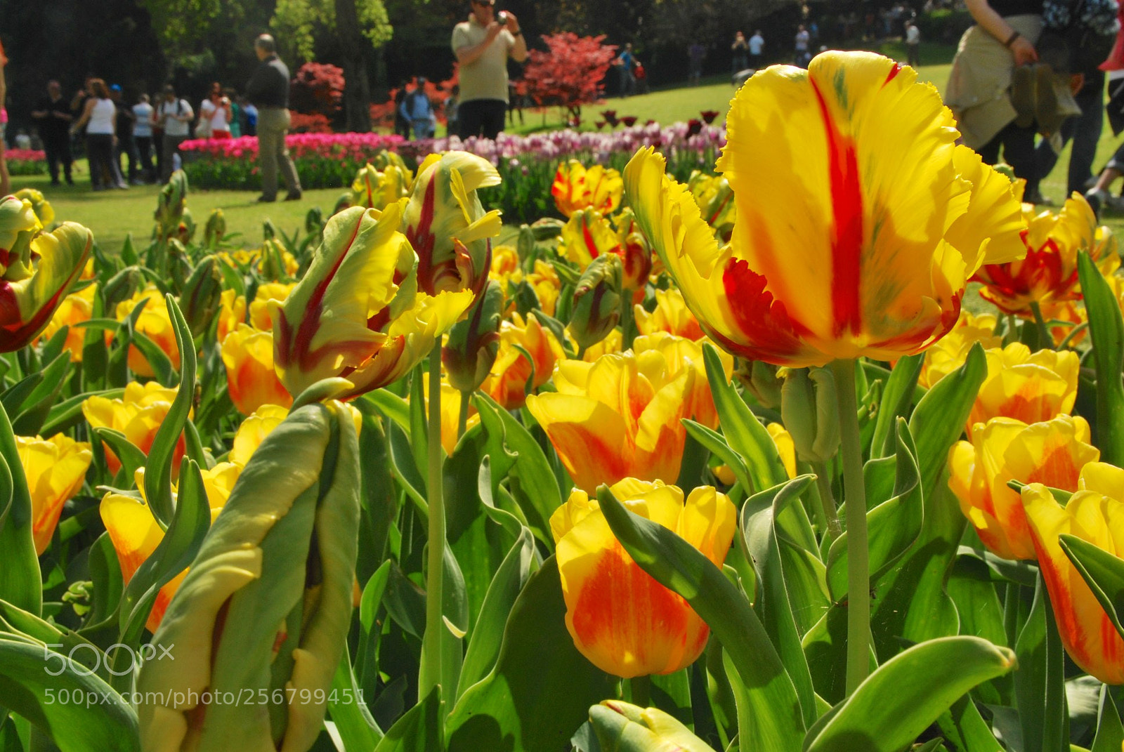 Nikon D60 sample photo. Version photography