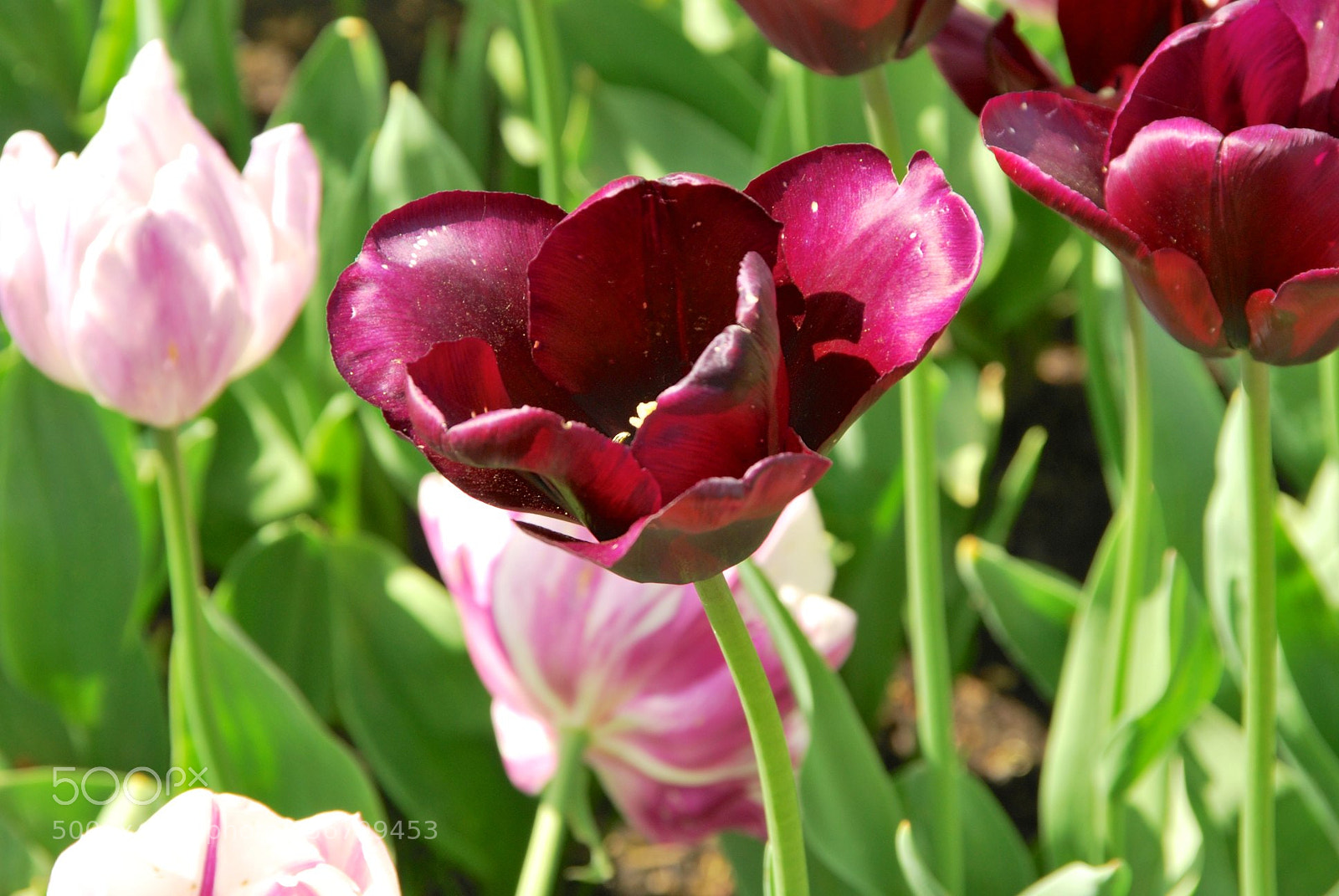 Nikon D60 sample photo. Version photography