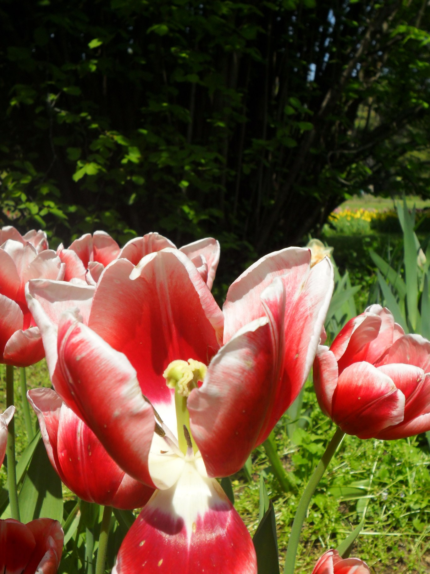 Samsung ES65, ES67 / VLUU ES65, ES67 /  SL50 sample photo. Version photography
