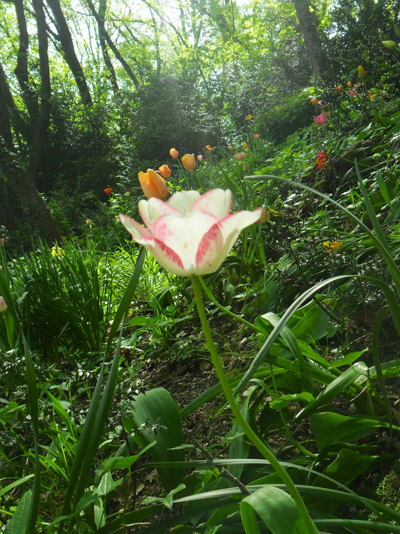 Samsung ES65, ES67 / VLUU ES65, ES67 /  SL50 sample photo. Version photography