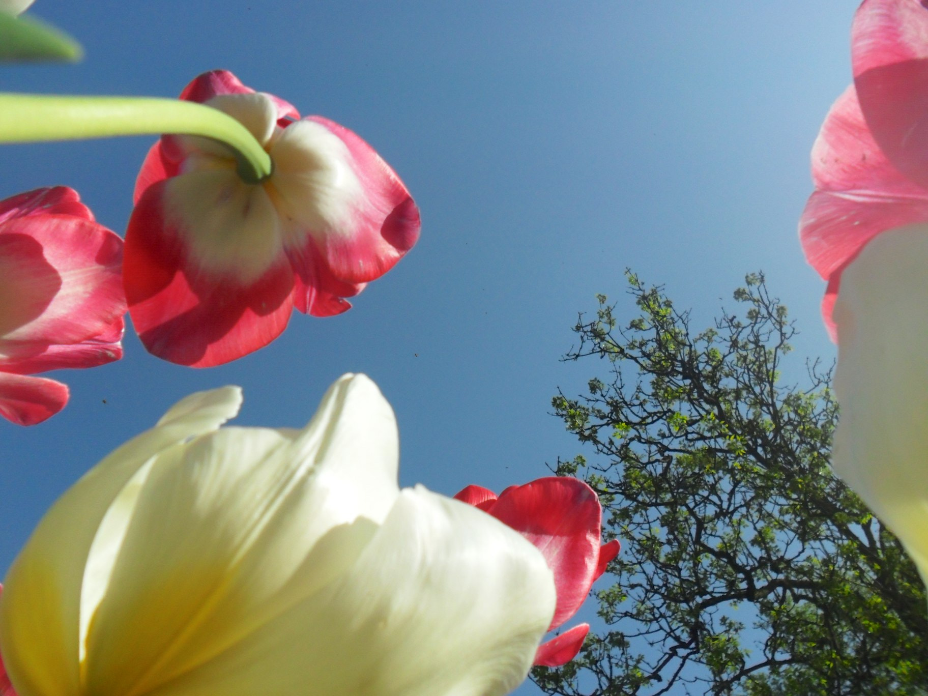 Samsung ES65, ES67 / VLUU ES65, ES67 /  SL50 sample photo. Version photography