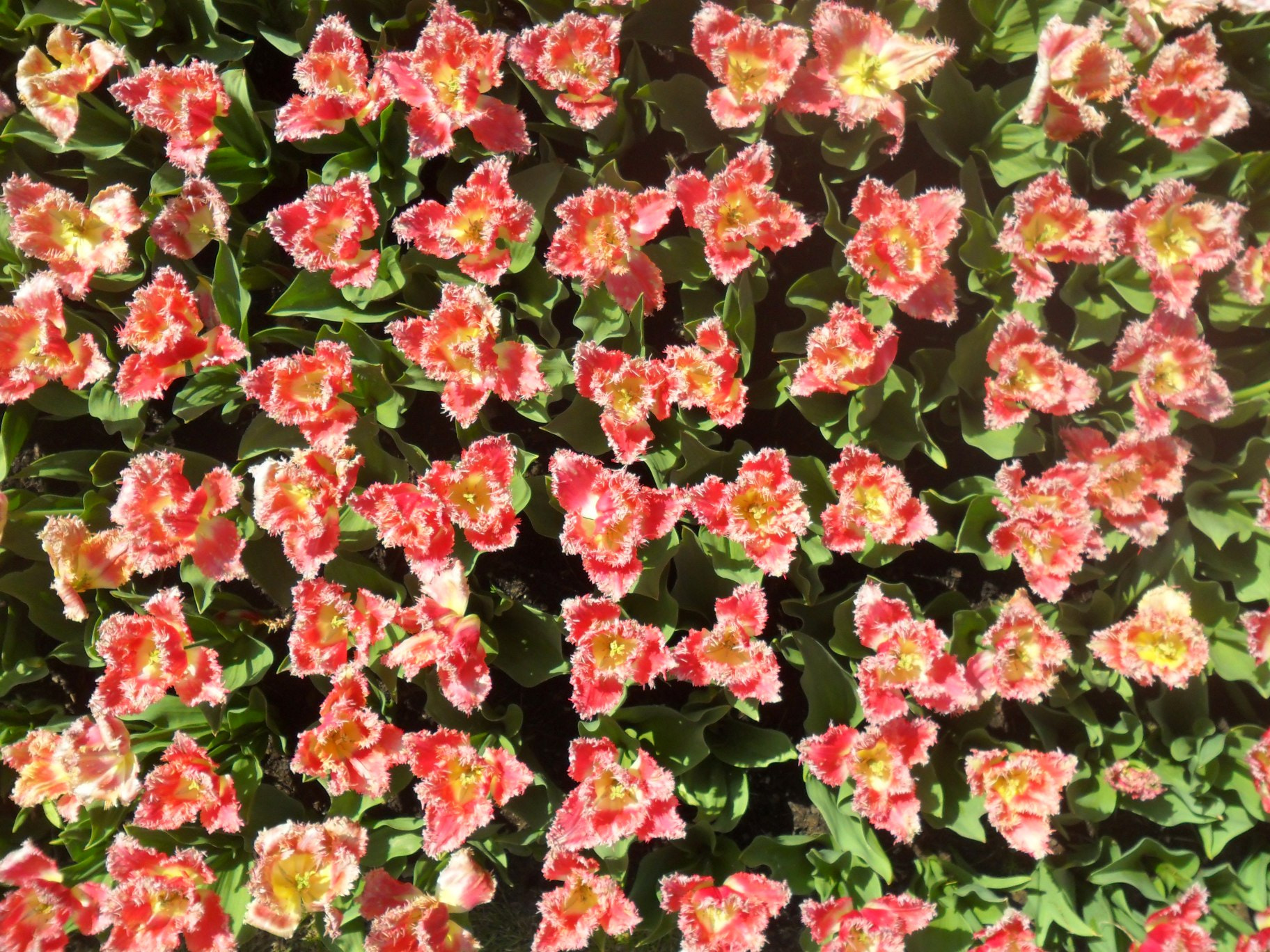 Samsung ES65, ES67 / VLUU ES65, ES67 /  SL50 sample photo. Version photography