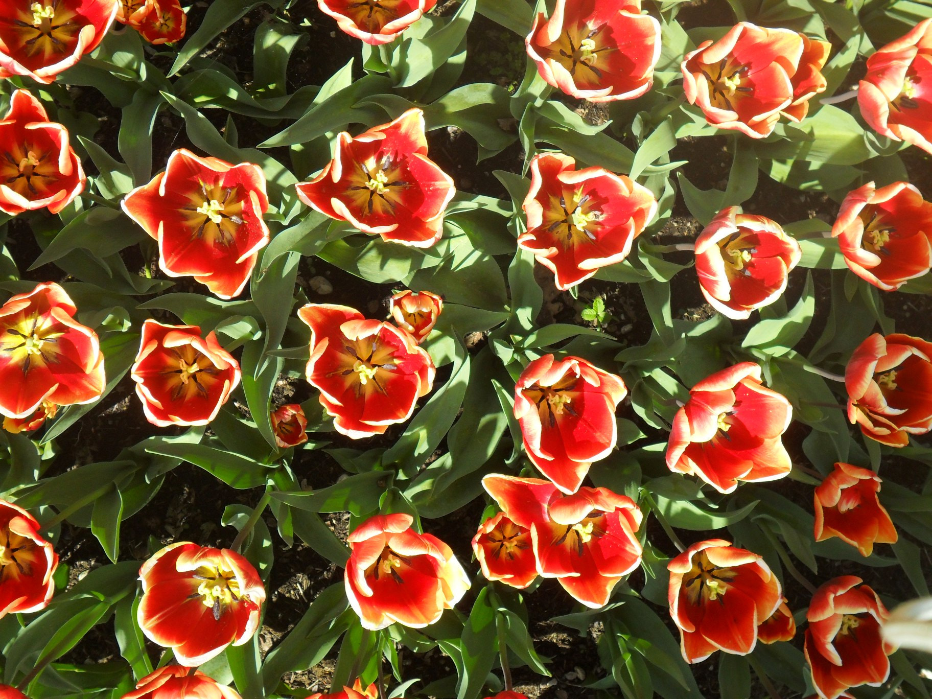 Samsung ES65, ES67 / VLUU ES65, ES67 /  SL50 sample photo. Version photography