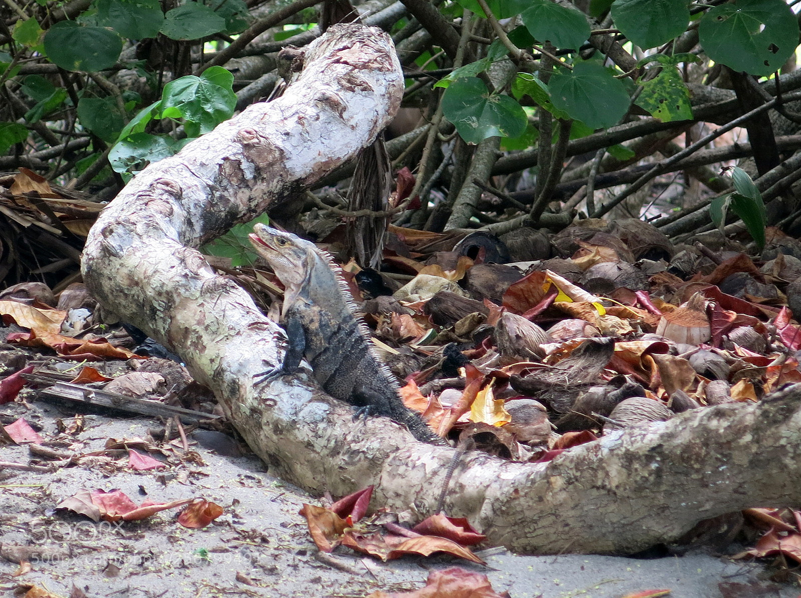 Canon PowerShot G15 sample photo. Img_1144-00.jpg iguana photography