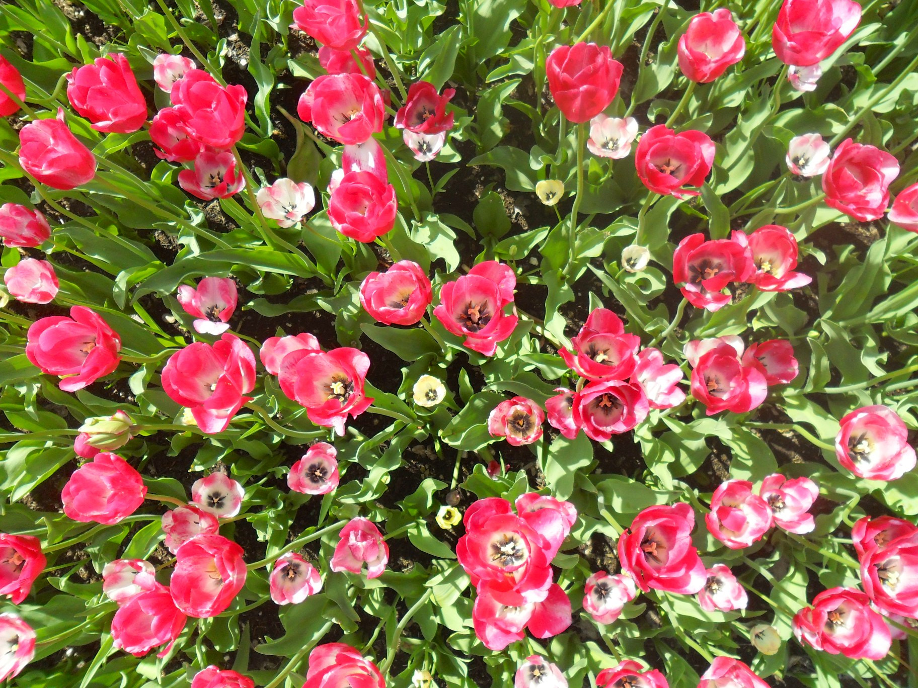 Samsung ES65, ES67 / VLUU ES65, ES67 /  SL50 sample photo. Version photography