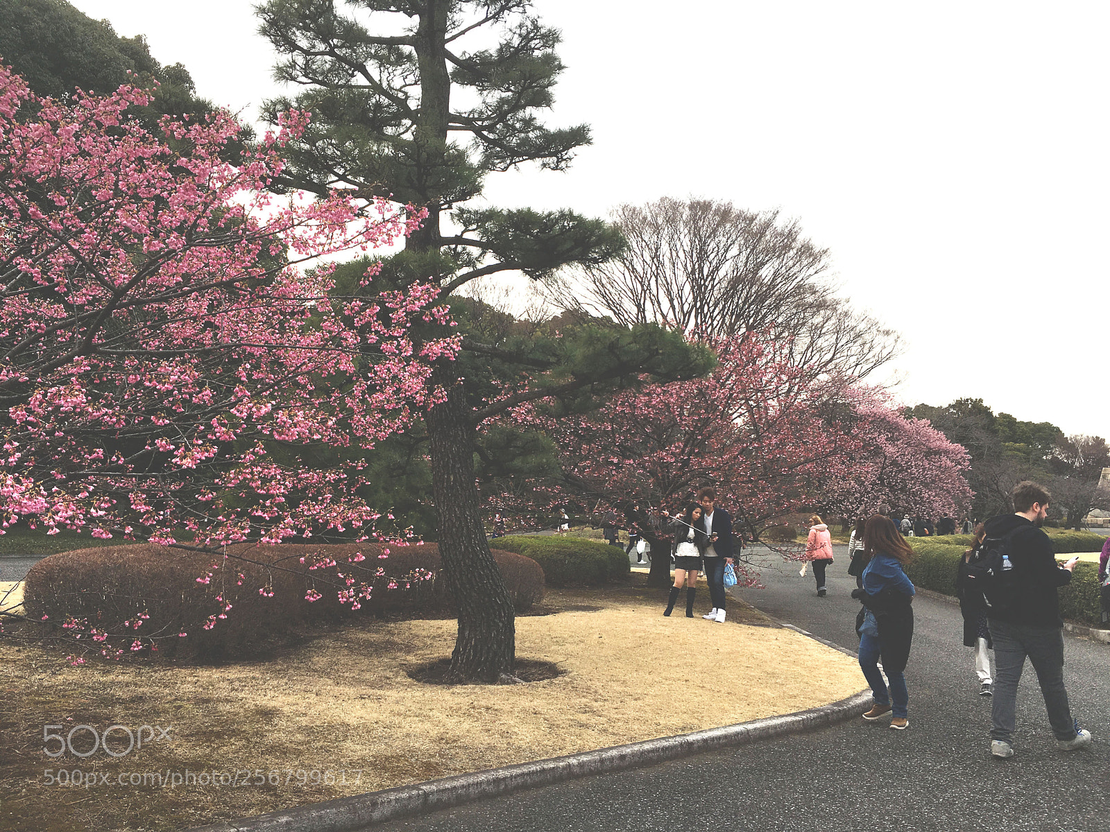 Apple iPhone SE sample photo. Blossom photography