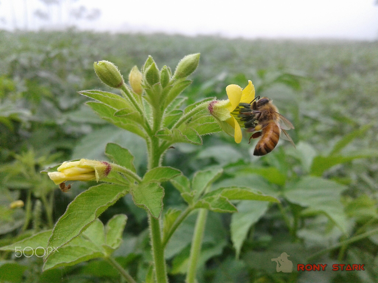 Samsung Galaxy J2 sample photo. Honey bee drinking honey photography