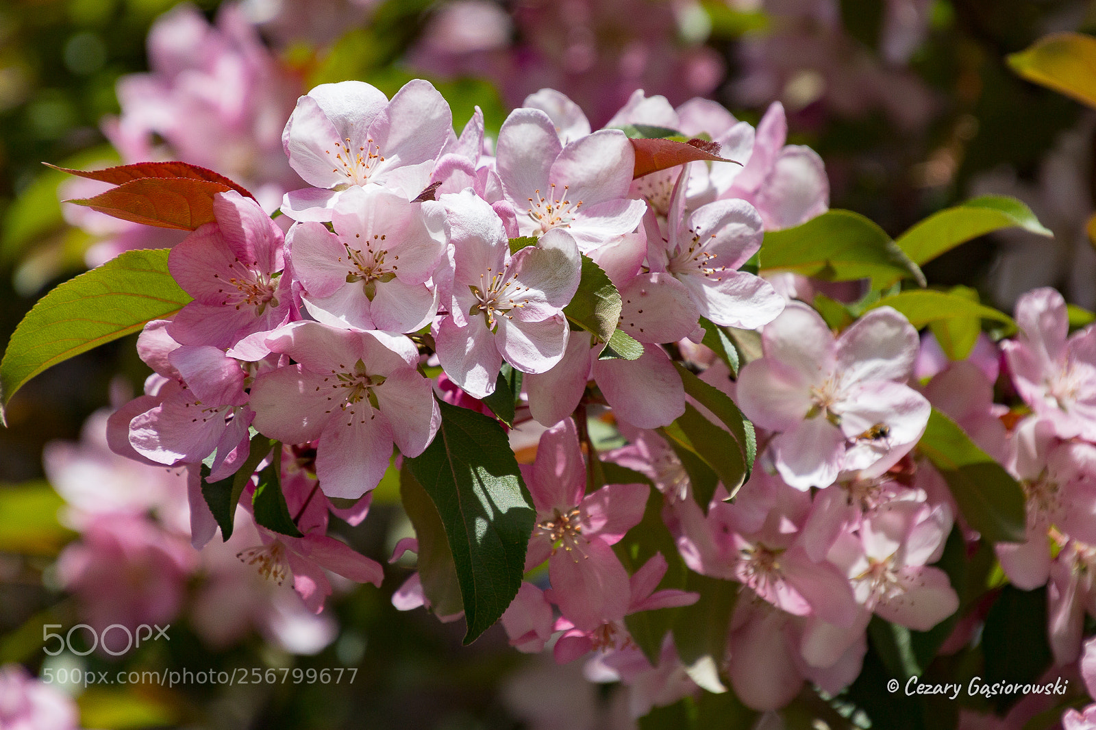 Canon EOS 70D sample photo. Blossom photography