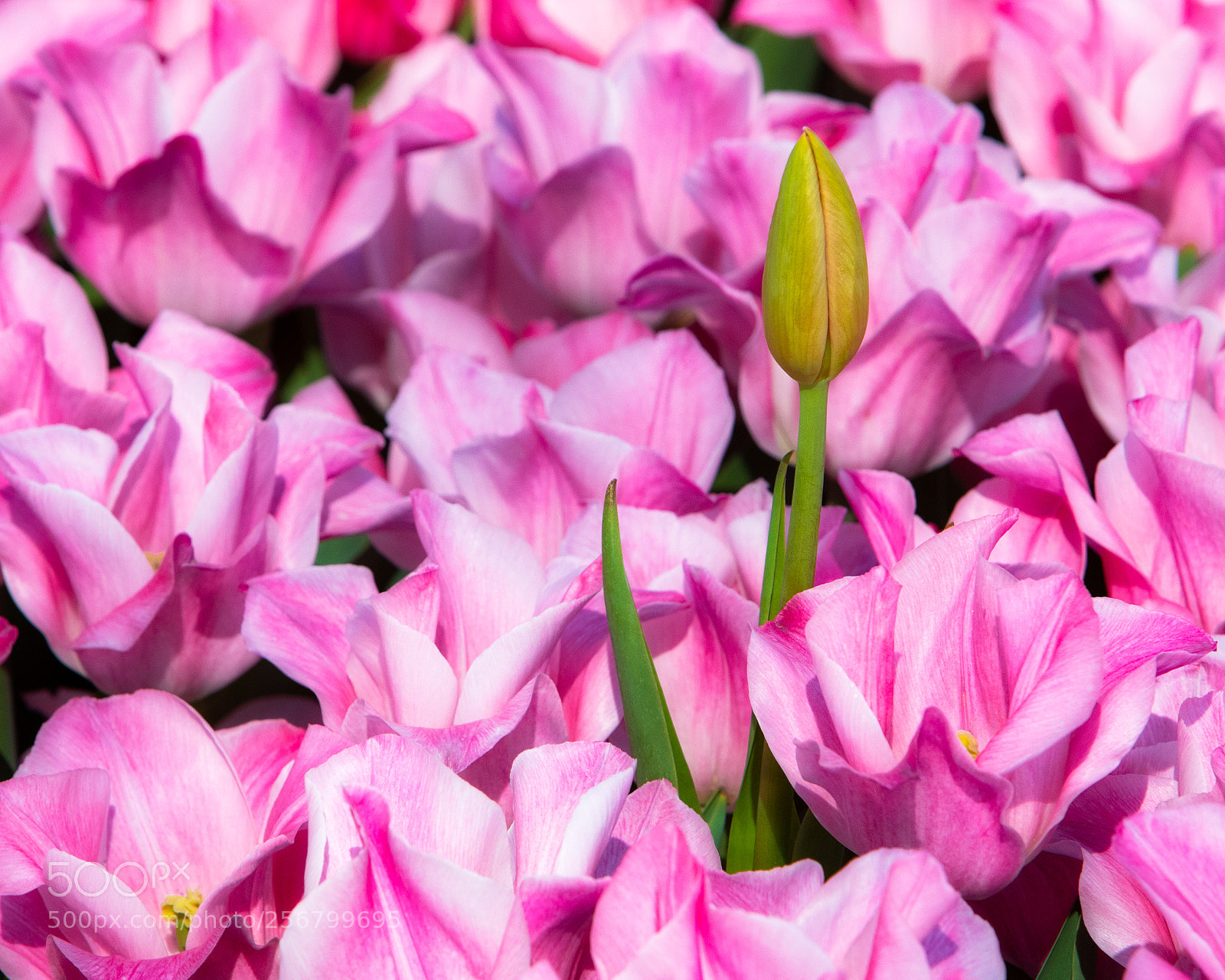 Canon EOS 5D Mark IV sample photo. Late bloomer photography