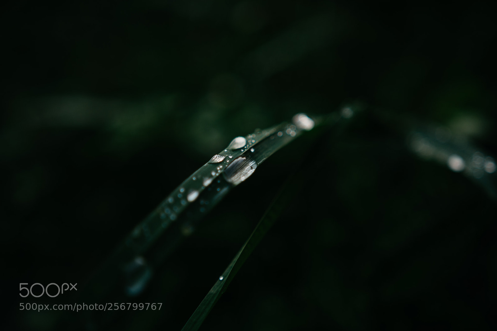 Nikon D7100 sample photo. After rain. photography