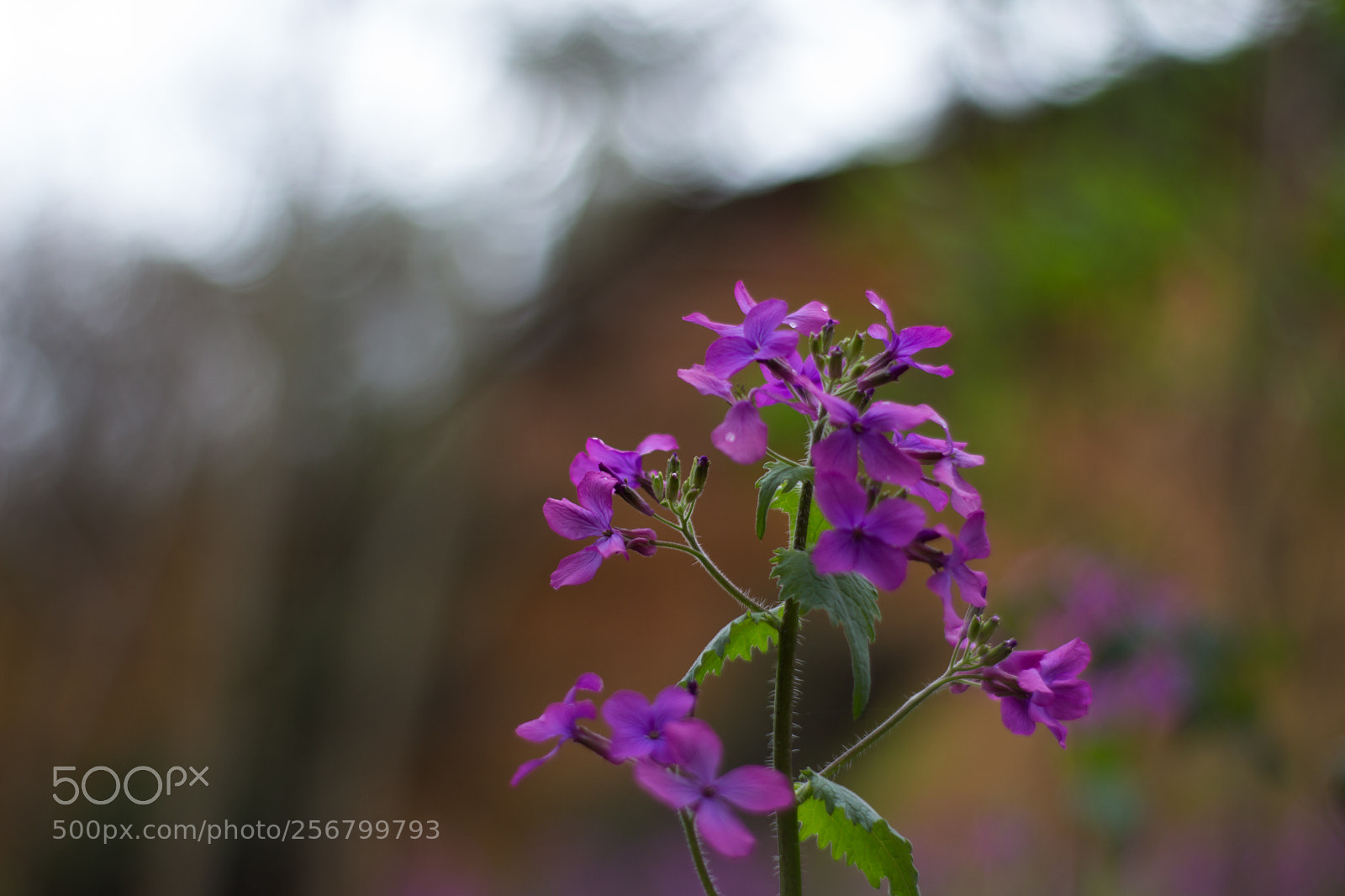 Canon EOS 700D (EOS Rebel T5i / EOS Kiss X7i) sample photo. Flowers photography