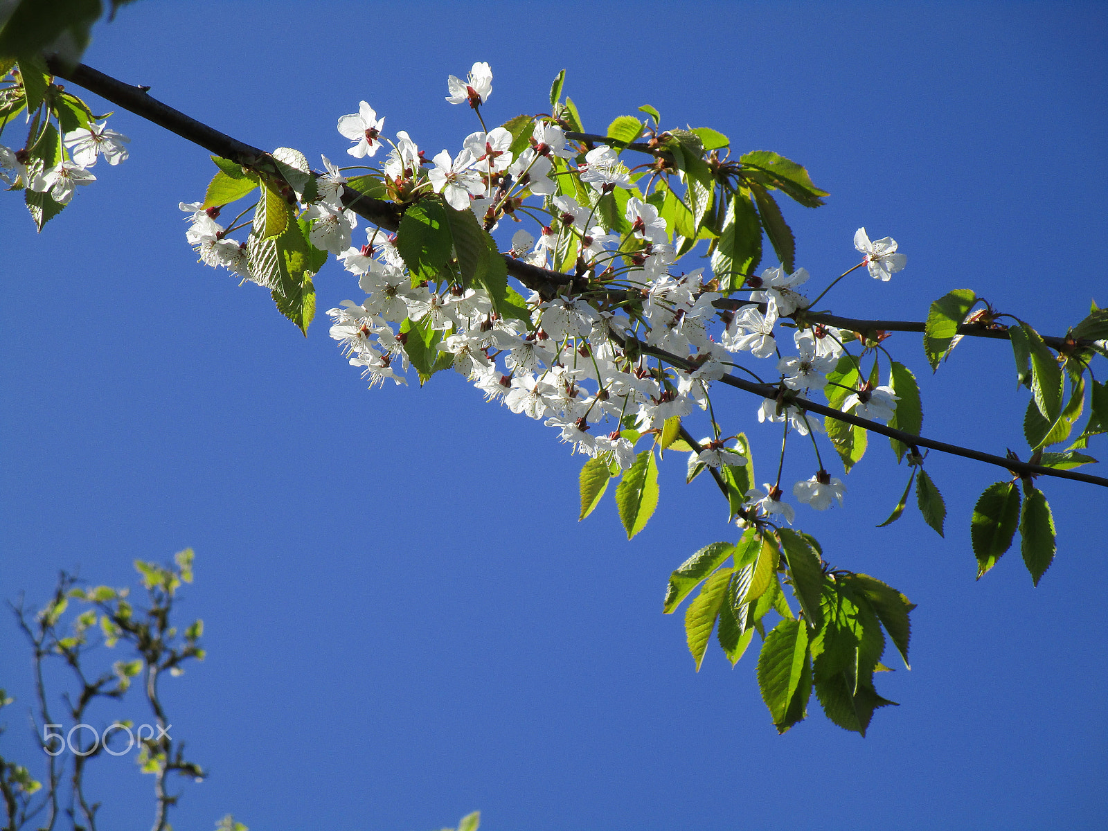 Canon IXUS 190 sample photo. White flowers photography