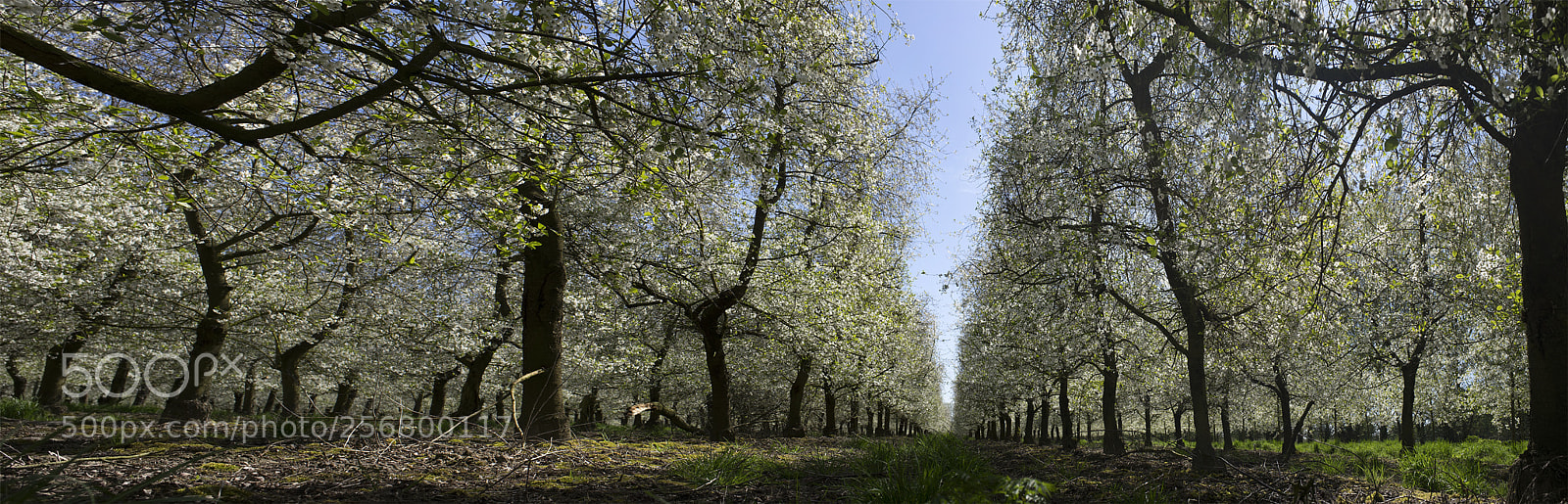 Sony a7 sample photo. Plantation photography