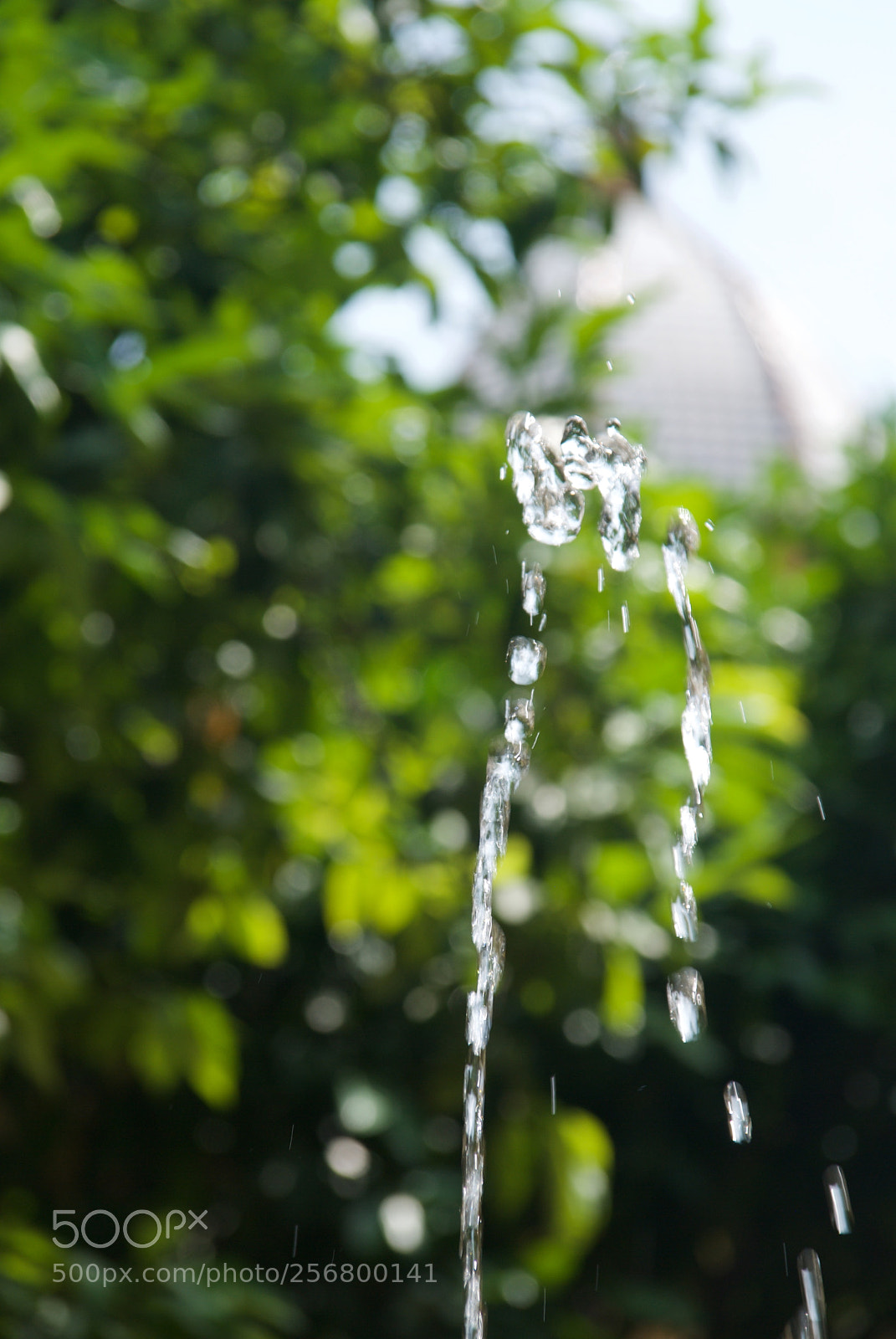 Nikon D60 sample photo. Version photography