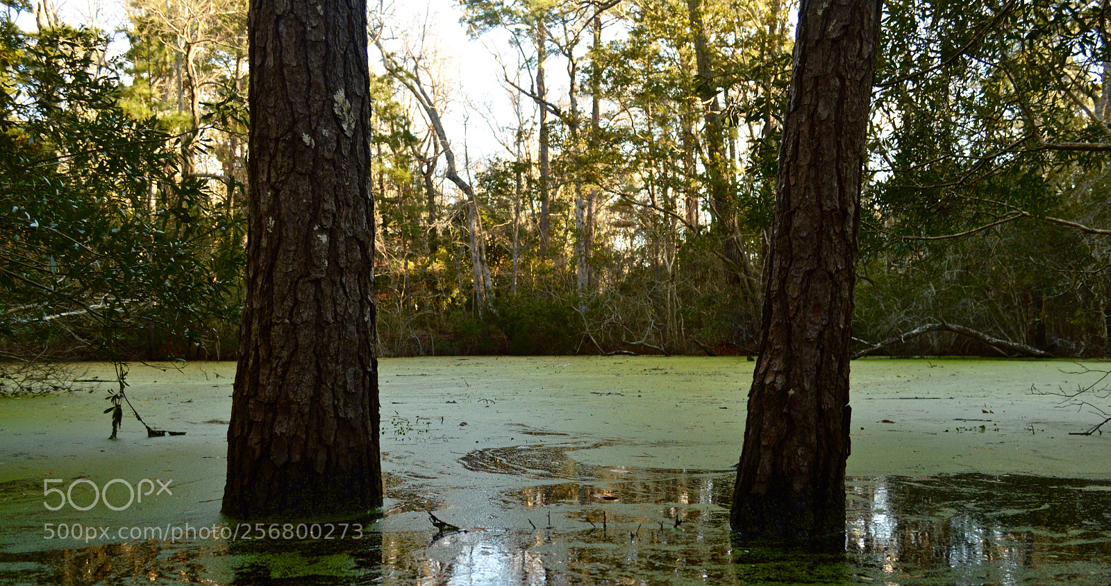 Nikon D3200 sample photo. Pond photography