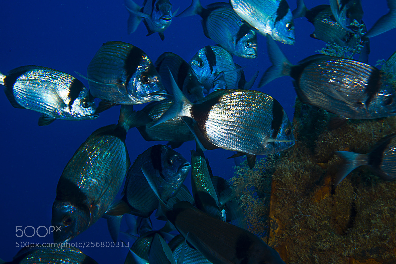 Nikon D800E sample photo. Fishs photography