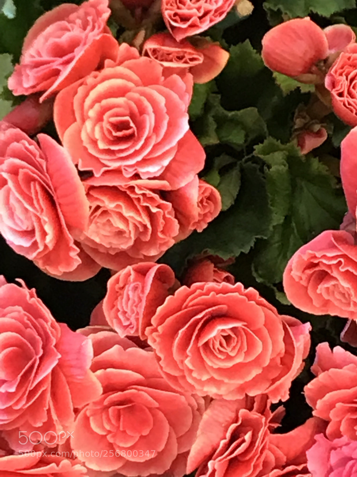 Apple iPhone 7 Plus sample photo. Pink photography