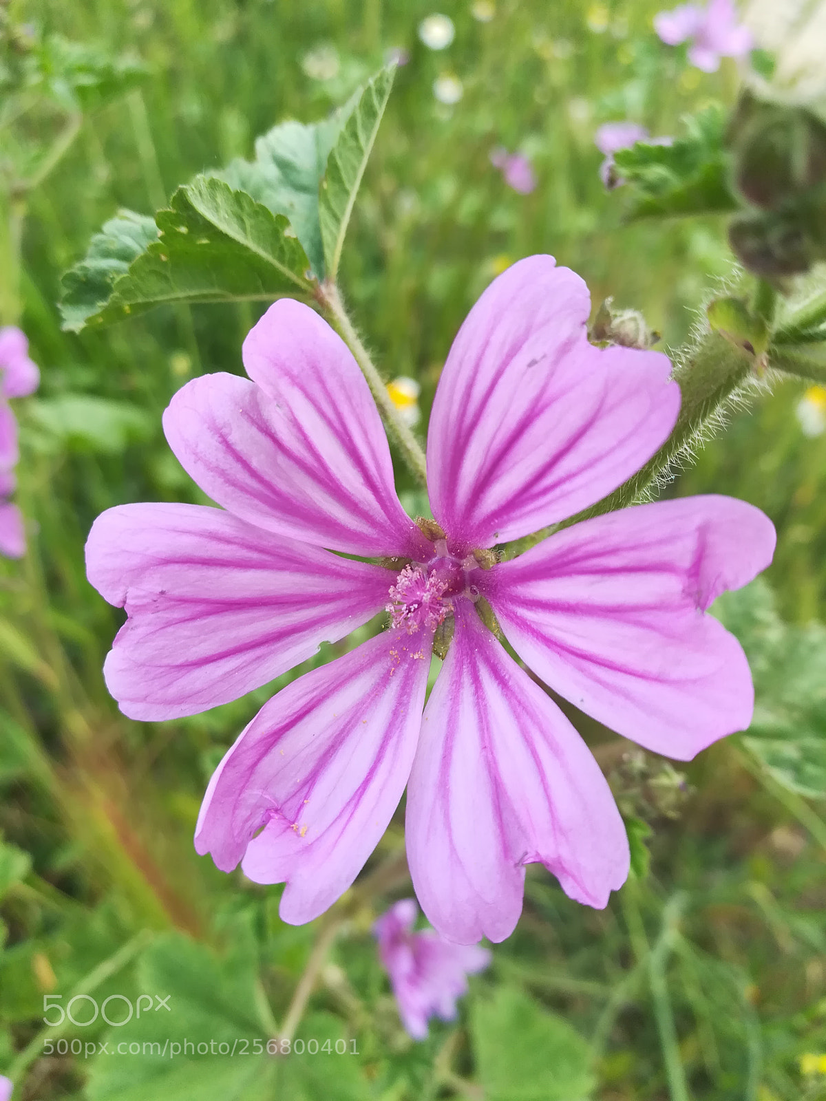 HUAWEI honor 6x sample photo. Untitled photography