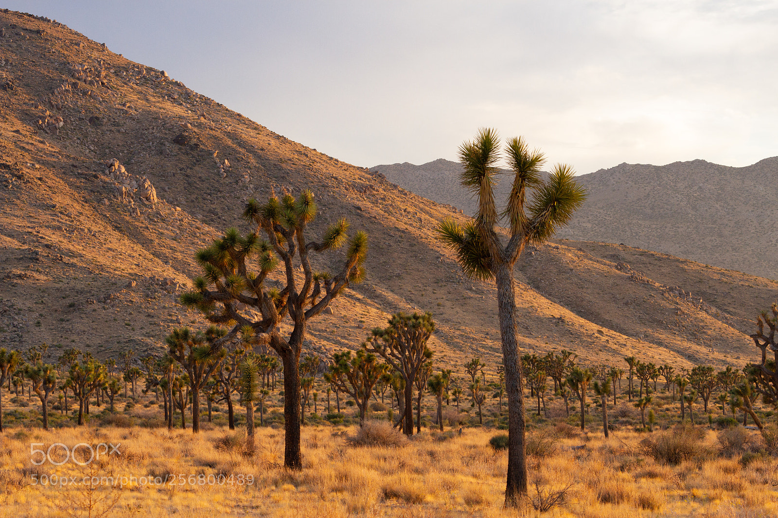 Canon EOS 7D sample photo. Evening in joshua tree photography