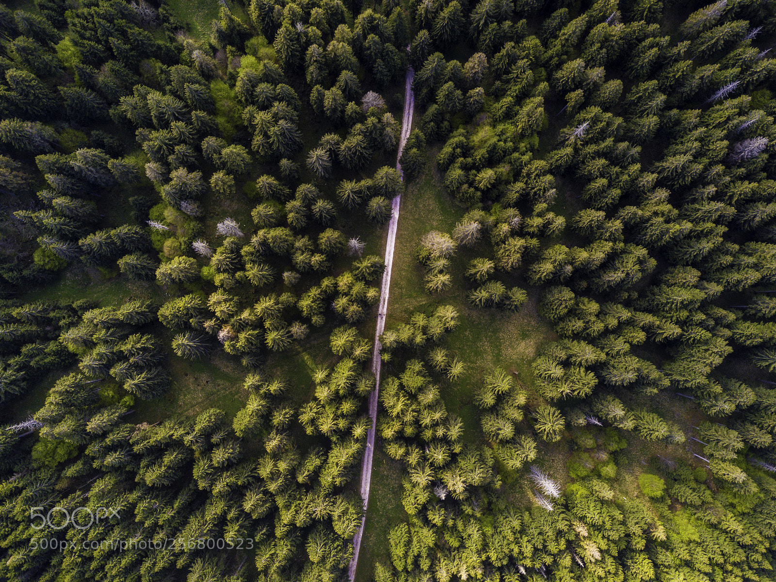 DJI FC220 sample photo. Forest photography