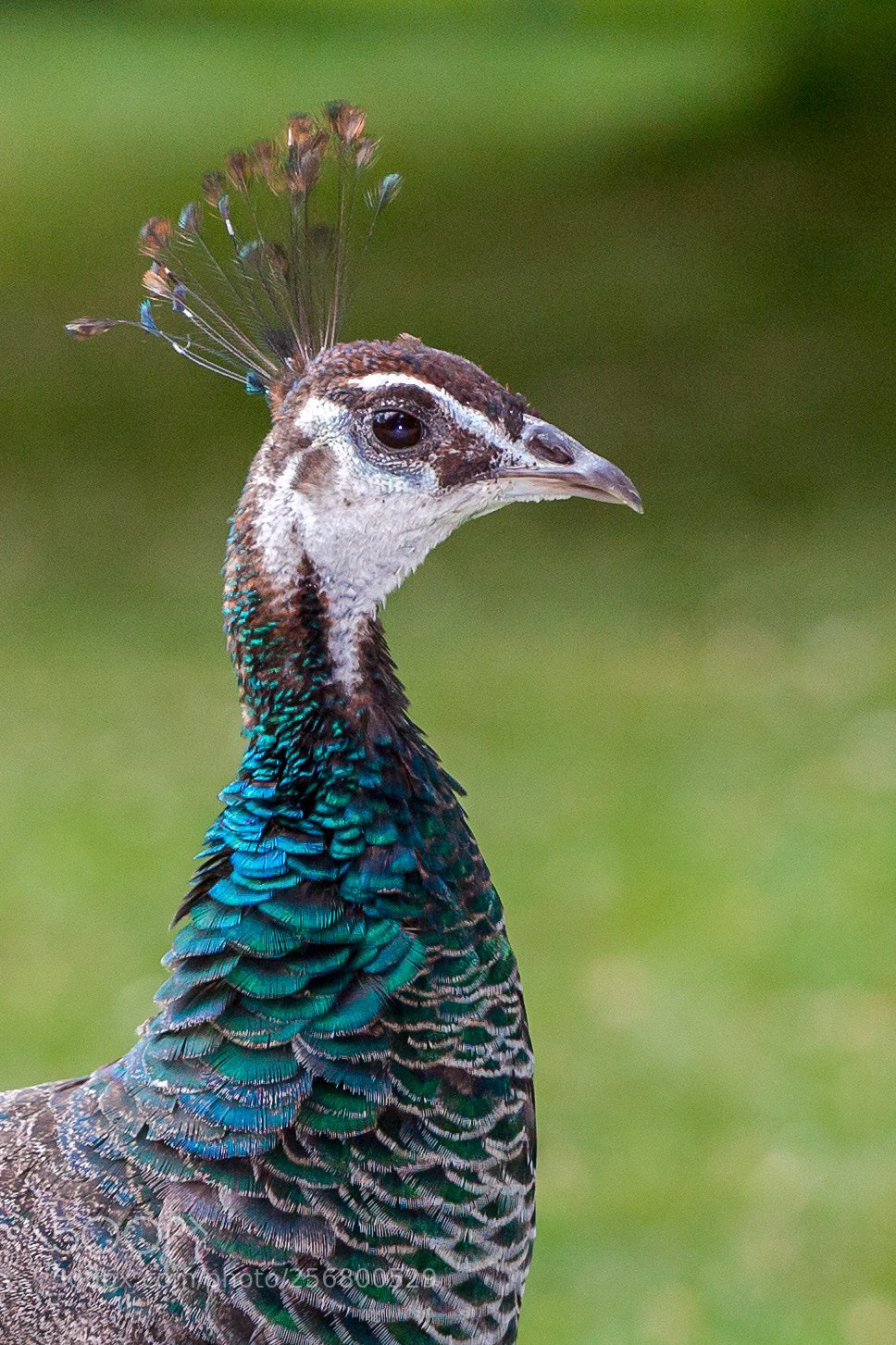 Canon EOS 5D Mark II sample photo. Peafowl photography
