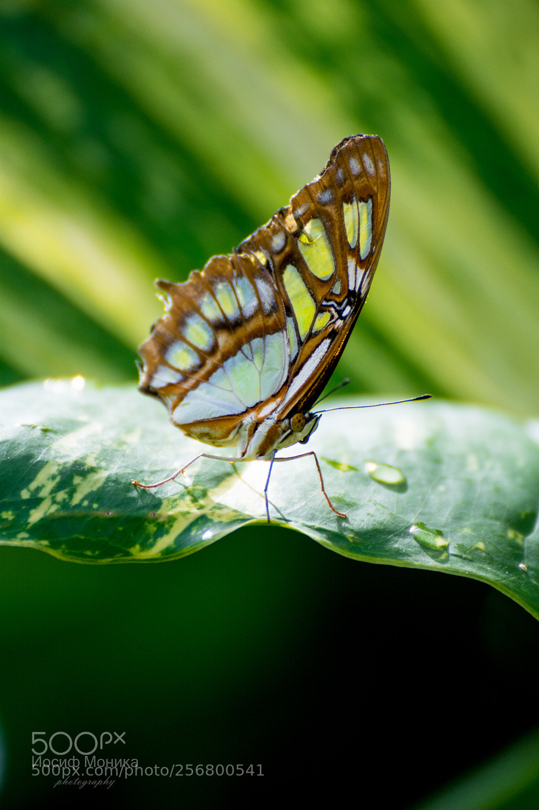 Nikon D5200 sample photo. Butterfly photography