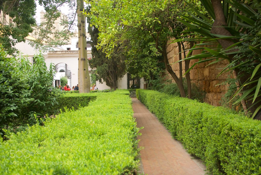 Nikon D60 sample photo. Version photography