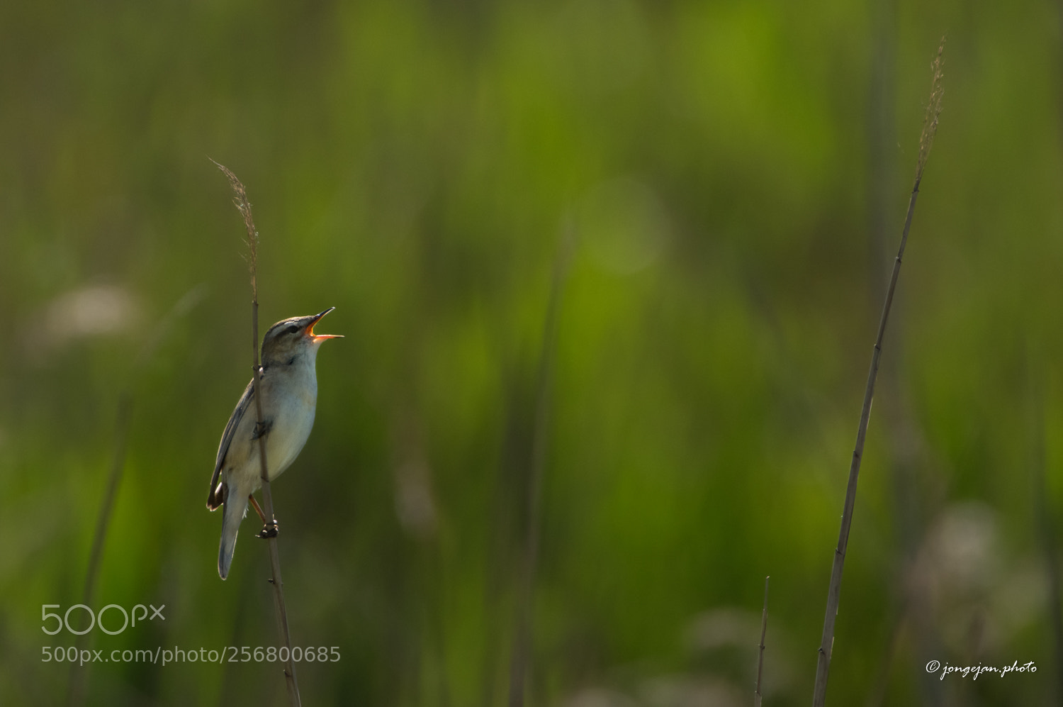 Pentax K-3 II sample photo. Sedge warbler photography