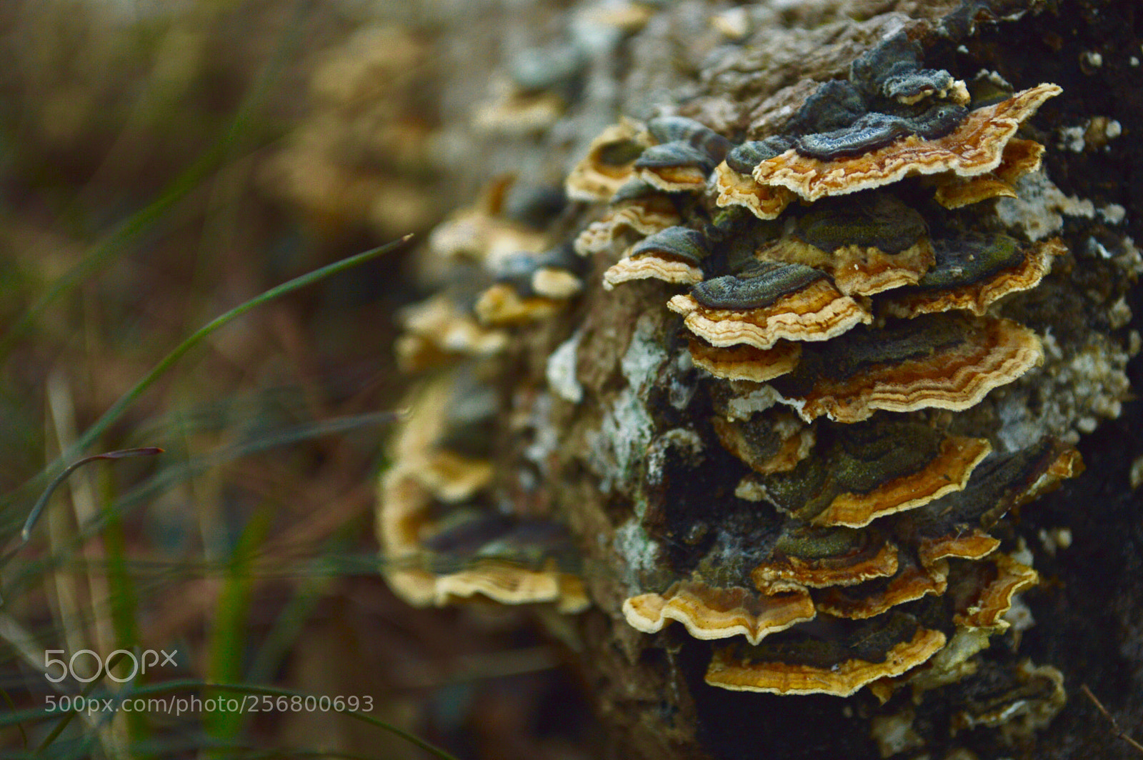 Nikon D3200 sample photo. Mushroom i photography