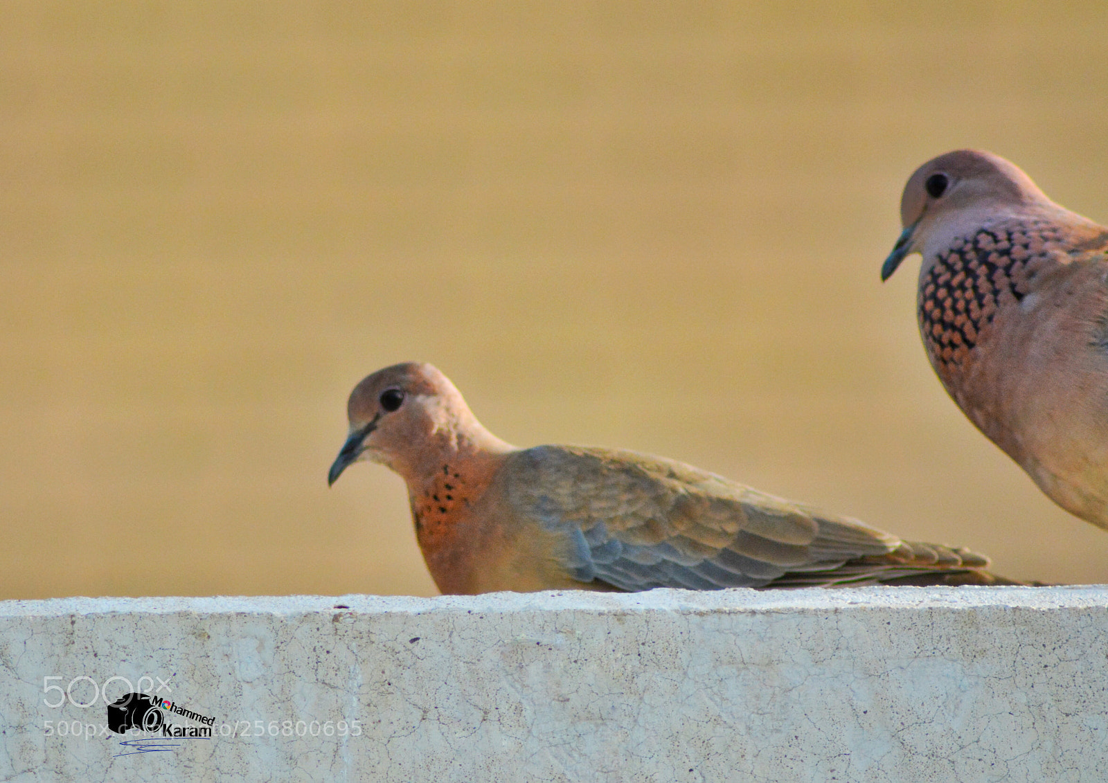 Nikon D7100 sample photo. Untitled photography