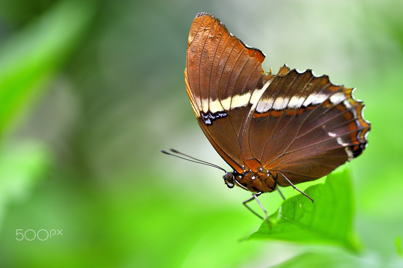 Nikon D800 + Sigma 105mm F2.8 EX DG Macro sample photo. Farfalla photography